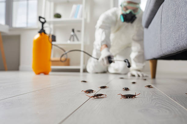 Commercial Rodent Management in East Richmond Heights